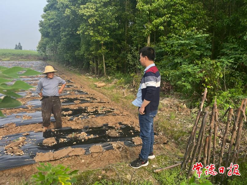 李軍田間蔬菜種植指導.jpg
