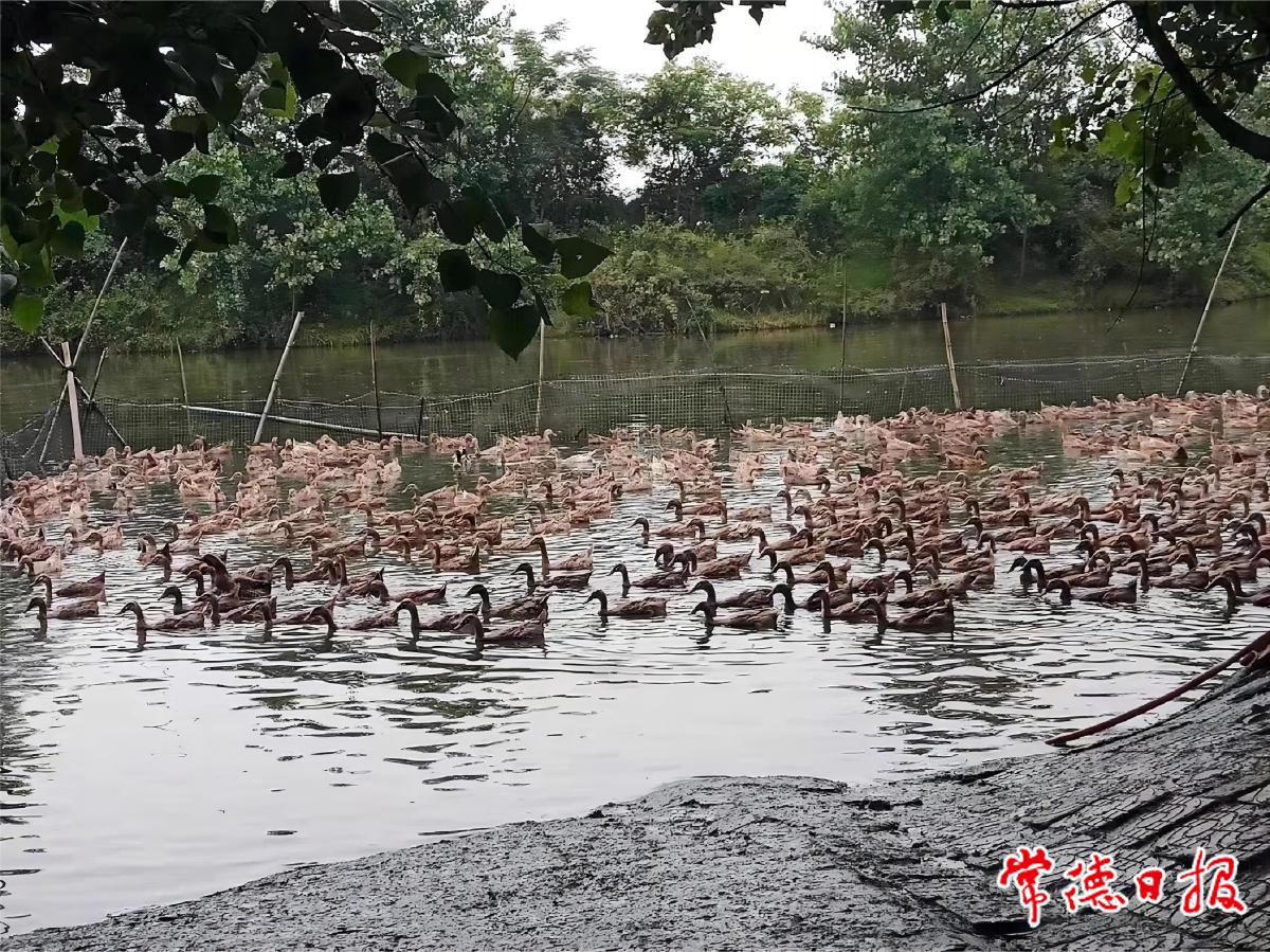 肖超軍養殖的鴨子們.jpg